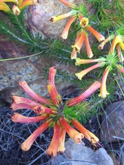 Erica quadrisulcata