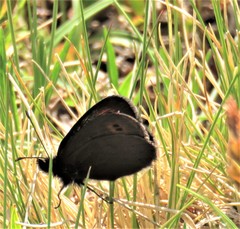 Erebia epiphron