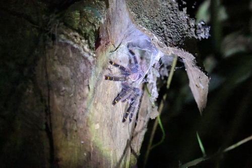 Yellow-banded Pinktoe Tarantula