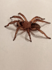 Myrmekiaphila comstocki