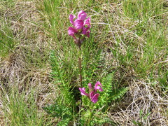 Pedicularis pyrenaica