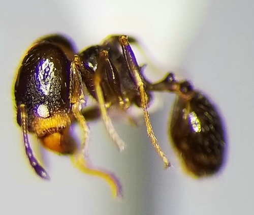 Pheidole ceres