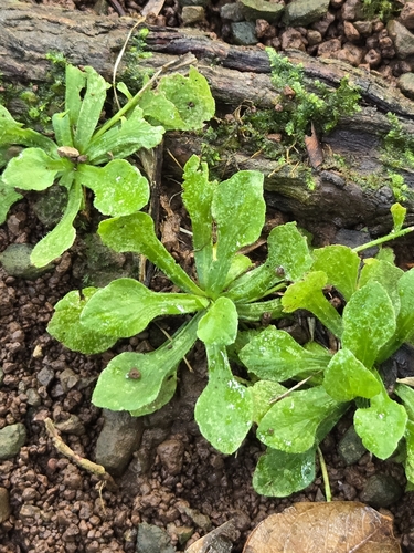 Wedgeleaf Fleabane (Erigeron cuneifolius)