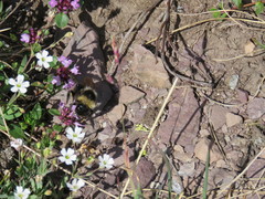 Dichodon cerastoides