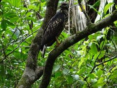 Buteogallus