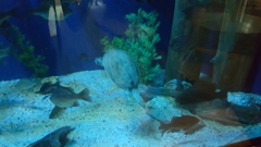 Apalone spinifera aspera