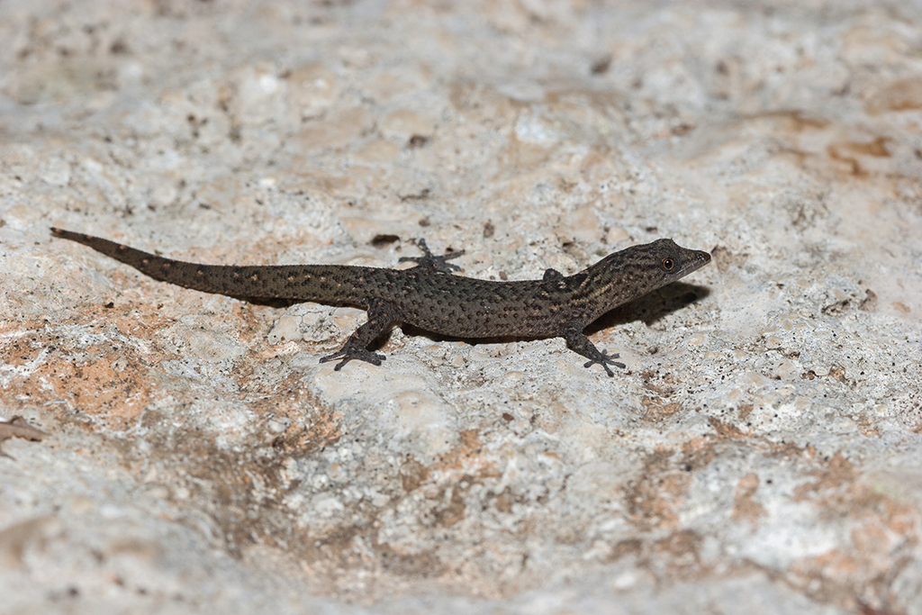 Pedernales Least Gecko