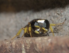 Ectemnius decemmaculatus