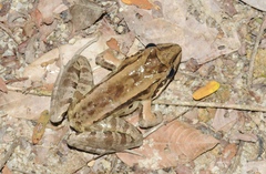 Leptodactylus guianensis