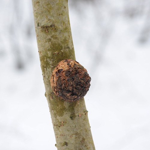 Agrobacterium radiobacter nuotrauka