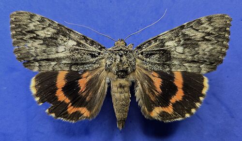 Umber Underwing