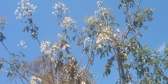 Montanoa bipinnatifida
