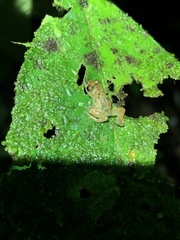 Pristimantis mallii