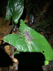 Rhinella festae