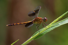Erythrodiplax umbrata
