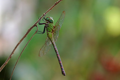 Coryphaeschna adnexa