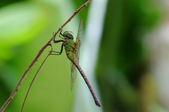 Coryphaeschna adnexa
