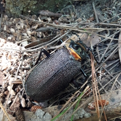 Acanthinodera cumingii