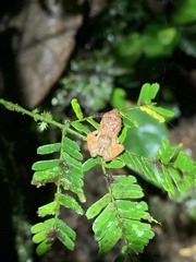 Pristimantis mallii