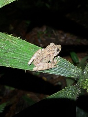 Pristimantis rubicundus