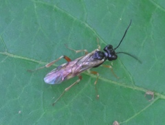 Taxonus pallicoxus