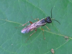 Taxonus pallicoxus