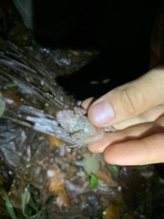 Pristimantis rubicundus