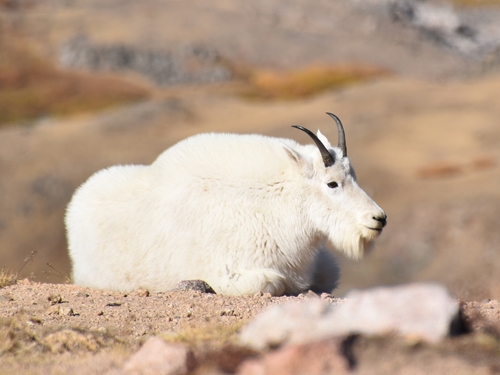 Mountain Goat photographed in Wyoming