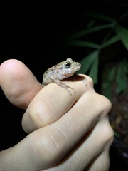 Pristimantis rubicundus