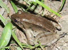 Leptodactylus guianensis
