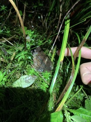 Leptodactylus wagneri