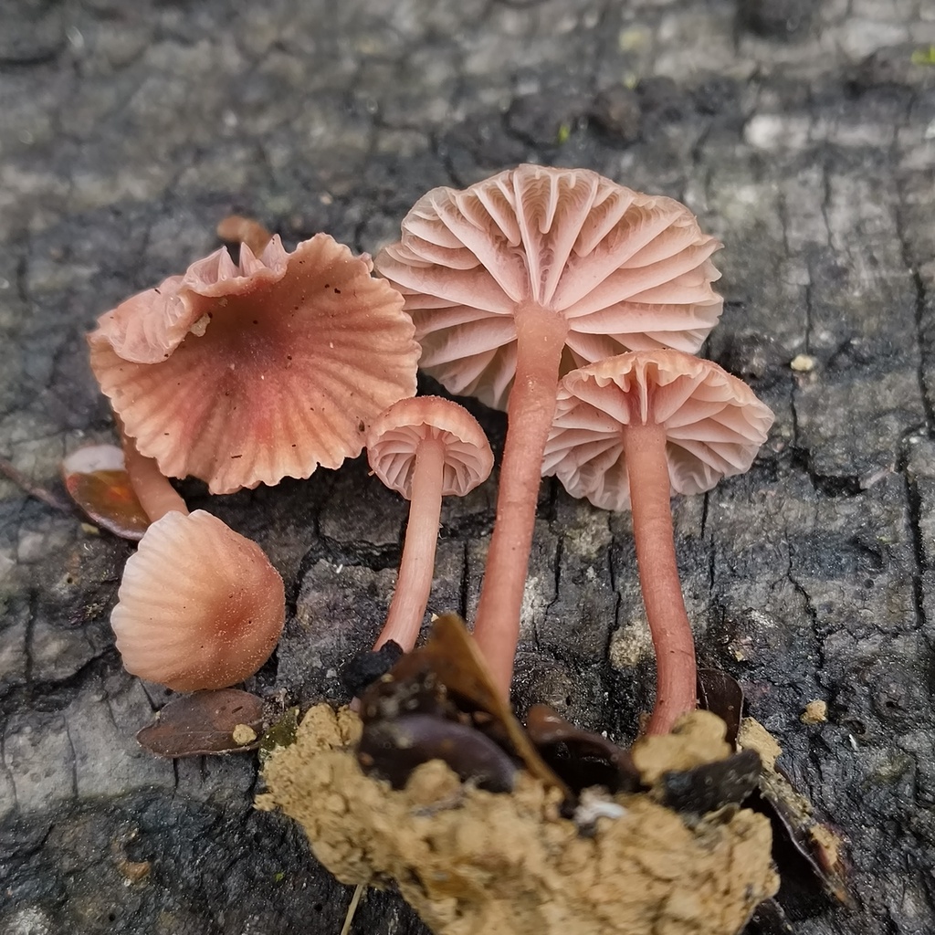 Laccaria glabripes