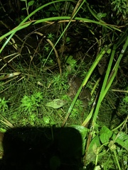 Leptodactylus wagneri