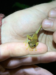 Dendropsophus bokermanni
