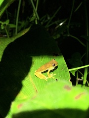 Dendropsophus bokermanni