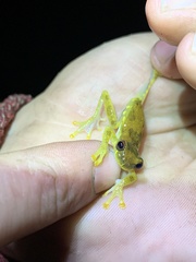 Dendropsophus bokermanni