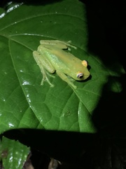 Boana cinerascens