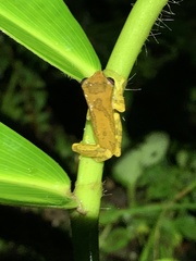 Dendropsophus brevifrons