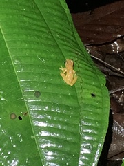 Dendropsophus bokermanni