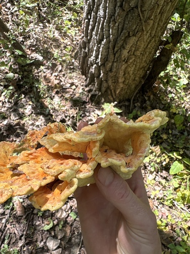 chicken of the woods