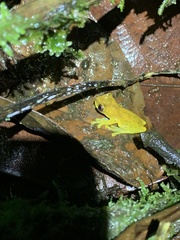 Dendropsophus brevifrons