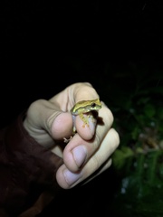 Dendropsophus bokermanni