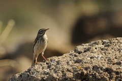 Berthelot's Pipit photo 4