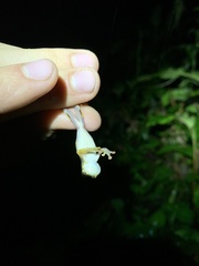 Dendropsophus bokermanni