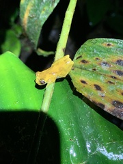 Dendropsophus bokermanni