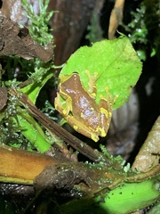 Dendropsophus sarayacuensis