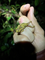 Dendropsophus bokermanni