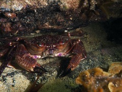 Crab underwater