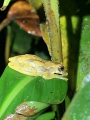 Dendropsophus bokermanni