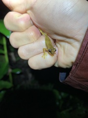 Dendropsophus bokermanni